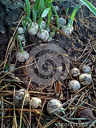 Circle of Three-cornered Garlic Bulbs Stock Photo