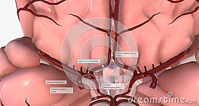 The circle of Willis is the circulatory anastomosis that supplies blood to the brain Stock Photo