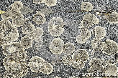 Circles of lichen on a stone close Stock Photo