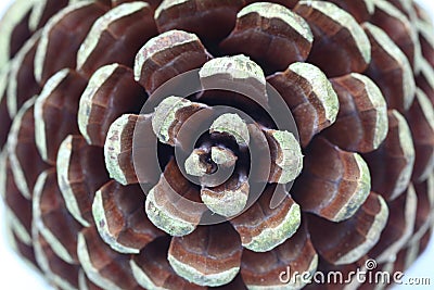 Pine cone structure Stock Photo