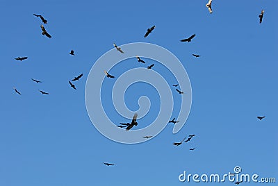 Circling Vultures Stock Photo