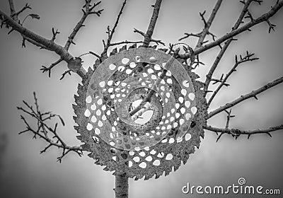 Circular disk hooked on a tree Stock Photo