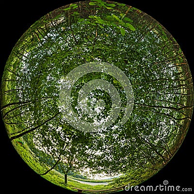 Circular fisheye view of the green foliage of young trees in a park or forest. Fulldome panoramic photo Stock Photo