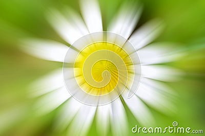 Circular geometric white green yellow background. Abstract explosion effect. Centric motion daisy flower with a yellow center Stock Photo