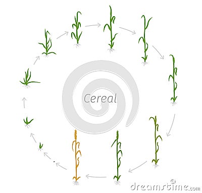 Circular life cycle of Cereal grain agricultural crops. Rye or wheat plant. Vector illustration. Secale cereale. Round Agriculture Cartoon Illustration