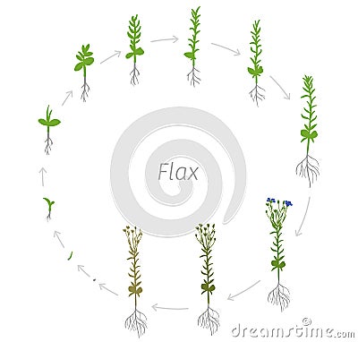 Circular life cycle of Flax Linum usitatissimum Round Growth stages vector illustration Stock Photo