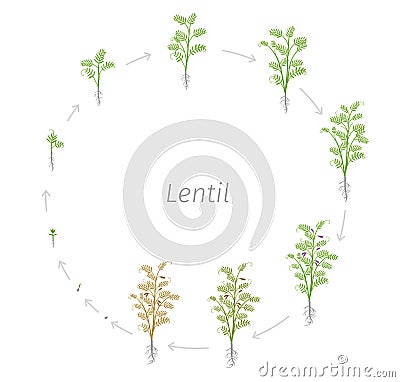 Circular life cycle of Lentil Soybean Lens culinaris. Round Growth stages vector illustration Stock Photo