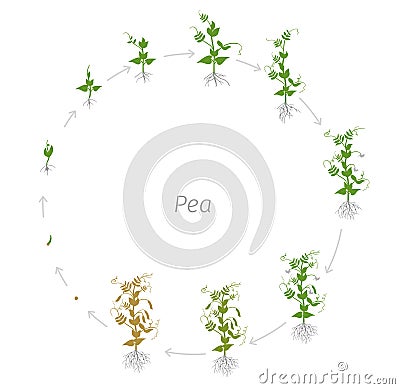 Circular life cycle of Pea Pisum sativum cultivation agriculture. Round growth stages vector illustration Stock Photo