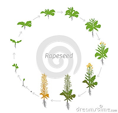 Circular life cycle of Rapeseed Brassica napus oilseed rape Round Growth stages illustration Stock Photo