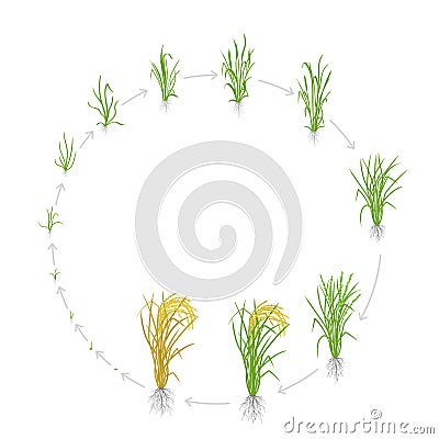 Circular life cycle of rice. Growth stages of rice plant. Rice increase phases. Vector illustration. Oryza sativa Vector Illustration