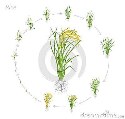 Circular life cycle of rice. Growth stages of rice plant. Rice increase phases. Vector illustration. Oryza sativa. Ripening period Cartoon Illustration