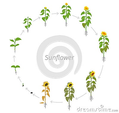 Circular life cycle of Sunflower plant. Helianthus annuus. Round Growth stages vector illustration Stock Photo