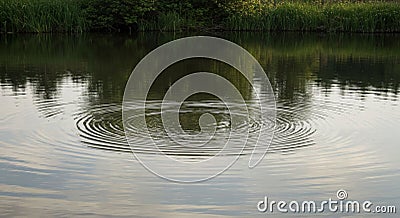 Circular ripples spread across a calm pond, creating concentric patterns on the Stock Photo
