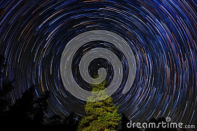 Circular Star Trails Over Pine Tree Stock Photo