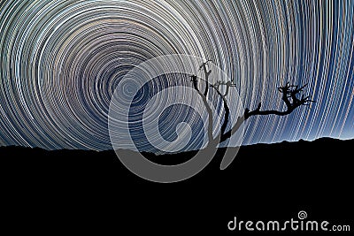 Circular star trails and a silhouetted Quiver Tree Stock Photo