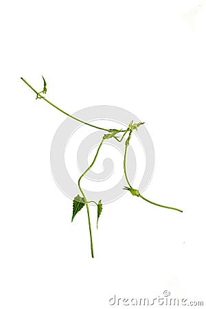 Circular vine at the roots of tropical trees, isolated on white background, clipping path included Stock Photo