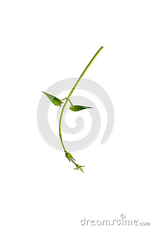 Circular vine at the roots of tropical trees, isolated on white background, clipping path included Stock Photo