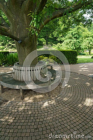 A circular wooden seat built around a Quercus castaneifolia `Green Spire` tree,RHS Garden,Harlow Carr,Harrogate,North Yorkshire, Stock Photo