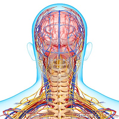 Circulatory And Nervous System Of Brain Royalty Free Stock Photo
