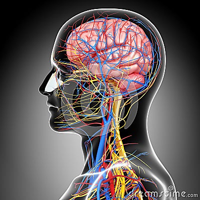 Circulatory and nervous system of head Cartoon Illustration