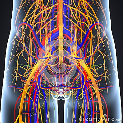 Circulatory and Nervous System with Lymph Nodes Stock Photo