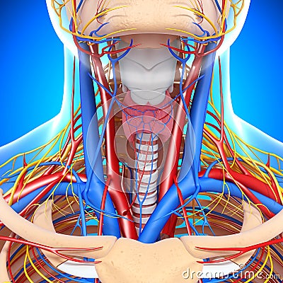 Circulatory and nervous system of throat Cartoon Illustration