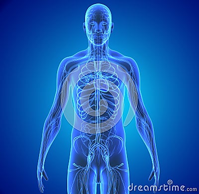 Circulatory system Stock Photo