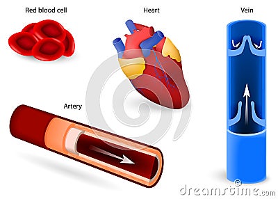 Circulatory system or cardiovascular system Vector Illustration