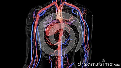 Circulatory system Stock Photo