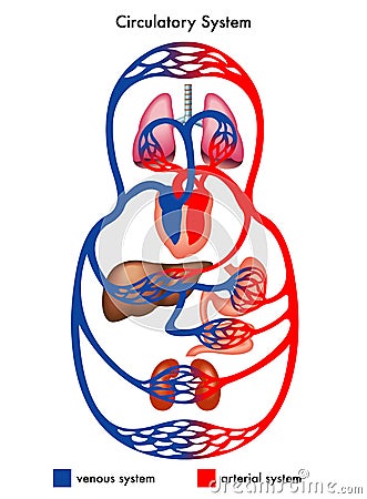 Circulatory system diagram Vector Illustration