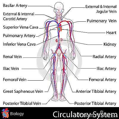 Circulatory System Vector Illustration