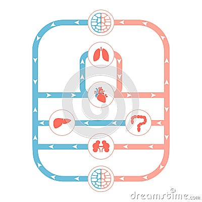 Circulatory system Vector Illustration