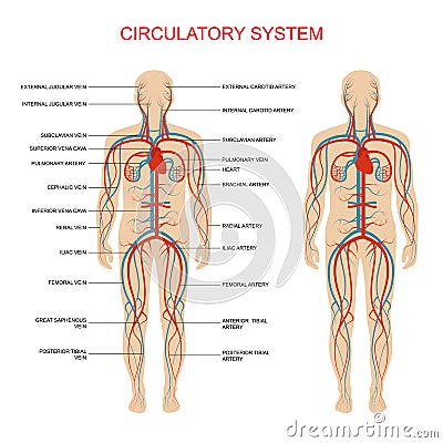 Circulatory system Vector Illustration