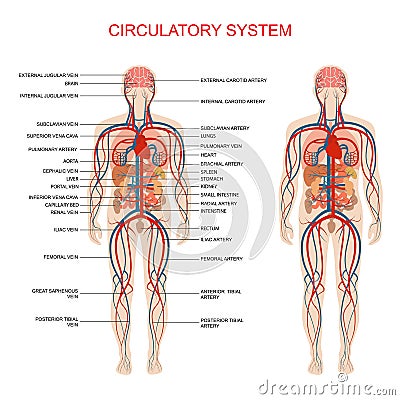 Circulatory system Vector Illustration