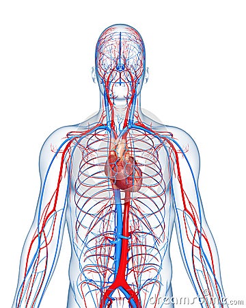 Circulatory system highlights heart Cartoon Illustration