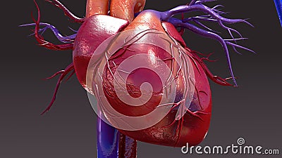 Circulatory System Infection Stock Photo