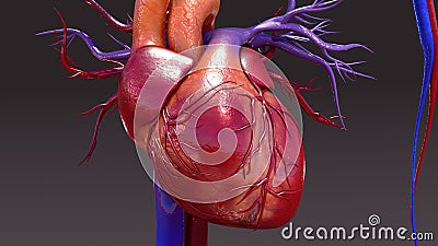 Circulatory System Stock Photo