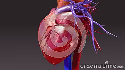 Circulatory System Stock Photo