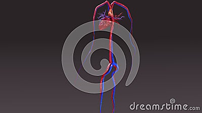 Circulatory System Stock Photo