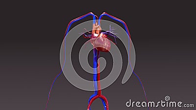 Circulatory System Stock Photo