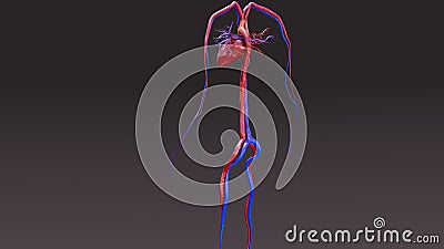 Circulatory System Stock Photo