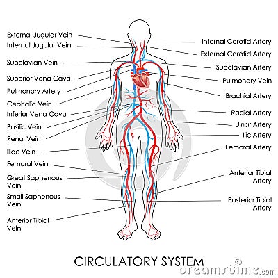 Circulatory System Vector Illustration