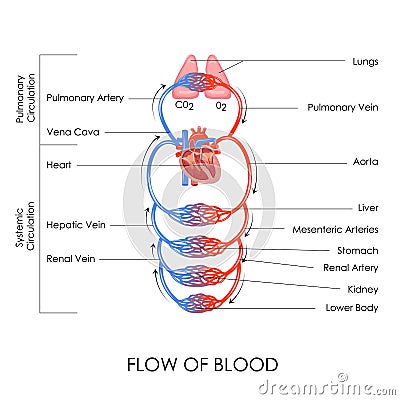 Circulatory System Vector Illustration