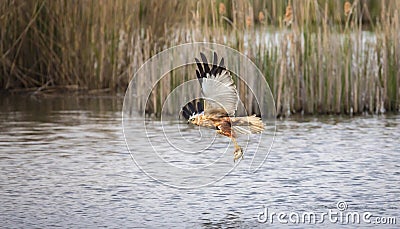 Circus aeruginosus bird flying and the predator catches fish above the surface, the various stages of hunting Stock Photo