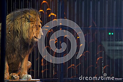 Circus lion portrait in a cage Stock Photo