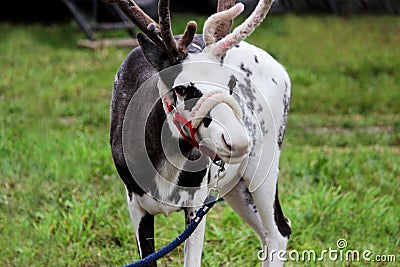 A circus reindeer Rangifer tarandus in a red bridle is tied next to a tent of a wandering circus set on a wasteland. Stock Photo