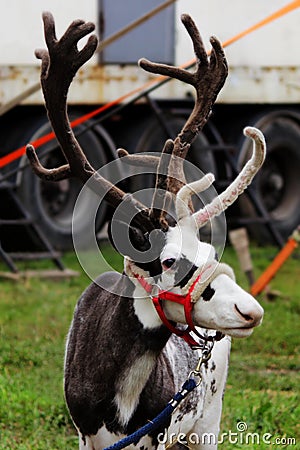 A circus reindeer Rangifer tarandus in a red bridle is tied next to a tent of a wandering circus set on a wasteland. Stock Photo