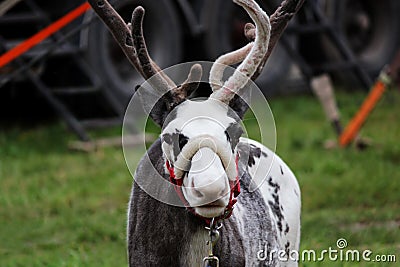 A circus reindeer Rangifer tarandus in a red bridle is tied next to a tent of a wandering circus set on a wasteland. Stock Photo