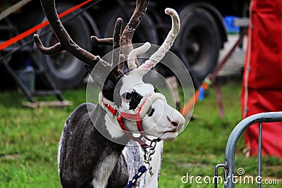 A circus reindeer Rangifer tarandus in a red bridle is tied next to a tent of a wandering circus set on a wasteland. Stock Photo