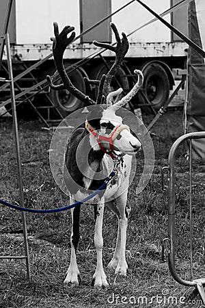 A circus reindeer Rangifer tarandus in a red bridle is tied next to a tent of a wandering circus set on a wasteland. Black and whi Stock Photo